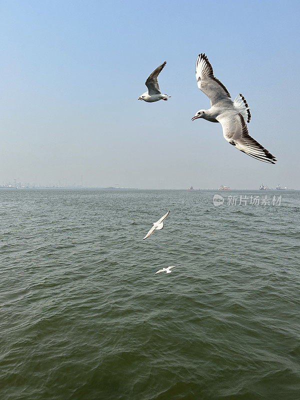 一群细长喙鸥(chricocephalus genei)在蓝天中飞越印度洋的海浪，这是前景的焦点